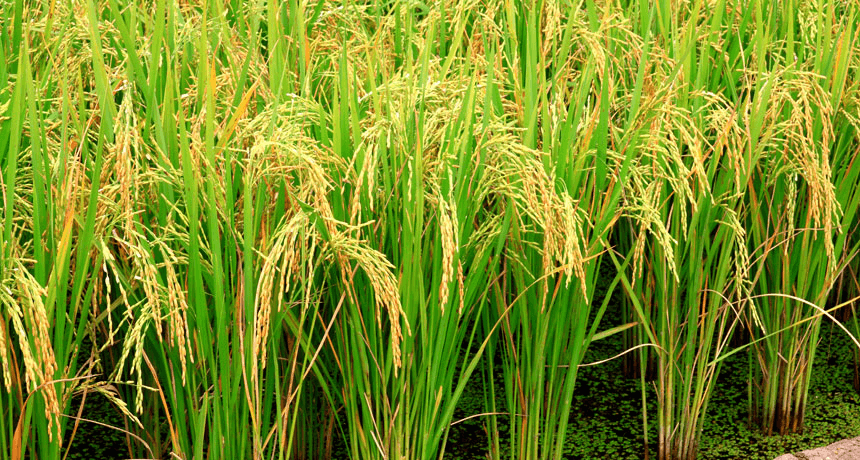 Rice Crops
