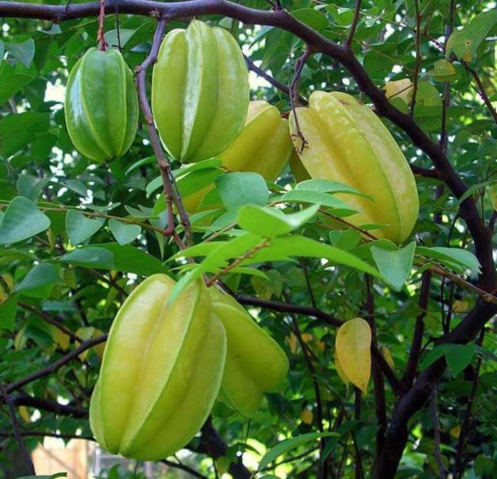 Sweet Speu