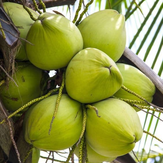 ដូងក្រអូបទឹកផ្អែមឈ្ងុយ បេះស្រស់ៗពីដើម