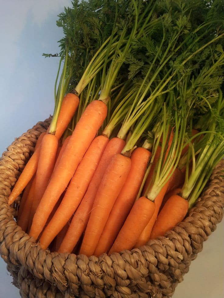 Carrot